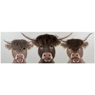Bad Hair Day | 3 Highland Cows