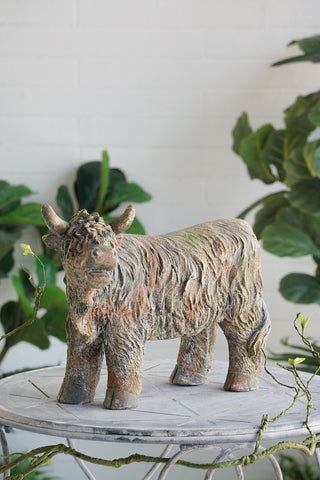 Highland Cow