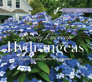 Lovely LAcecap Hydrangeas